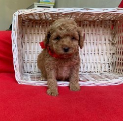 Sevi̇mli̇ Toy Poodle Yavrularımız 3