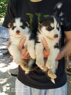 Muhteşem Husky Yavruları 5