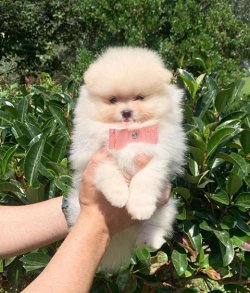 Orji̇nal Pomerani̇an Boo Yavrularımız 2