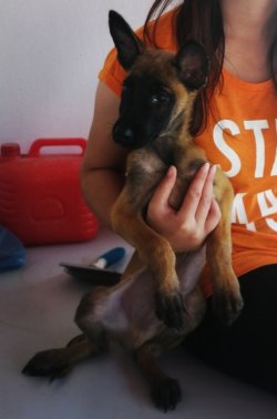 Çiftliğimizden Belçika Malinois Yavrusu 4