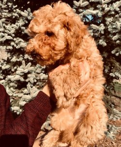 Poodle Yavrularımız 1