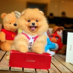 Gold Renk, TeddyBear Yüz Yapısına Sahip Kızımız 5