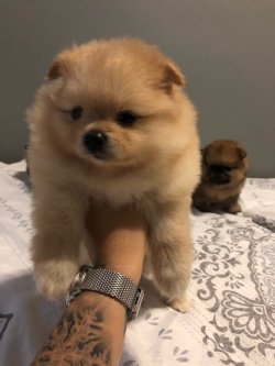 Pomeranian Boo Bebekler 3