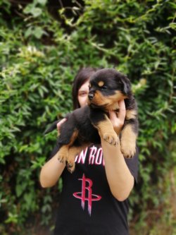 Çiftliğimizden Rottweiler Yavruları 4