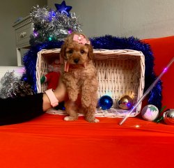 Toy Poodle Mini Boy Yavrular 1