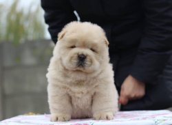 CHOW CHOW BEBEKLERİMİZ BEYAZ AYI KAFA 3