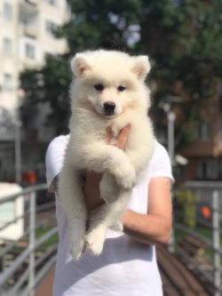 Samoyed Yavruları 3