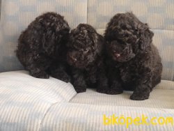 TOY POODLE YAVRULARIMIZ GELDİ 3