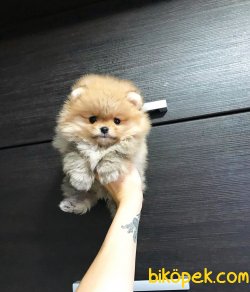 Orjinal Secereli Teddy Pomeranian Boo Yavrularimiz 3