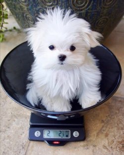 Maltese Terrier Yavru 2