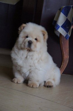 Satılık Chow Chow Yavrular 3