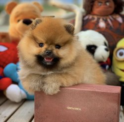 Tuvalet Eğitimli PomeranianBoo Yavrularımız İçin İletişime Geçin 2