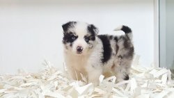 BORDER COLLIE YAVRULARIMIZ 2