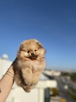 Orjinal Büyümeyen Cins Pomeranian Boo 3