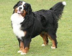 BERNESE MOUNTAIN DOG YAVRULARIMIZ 2