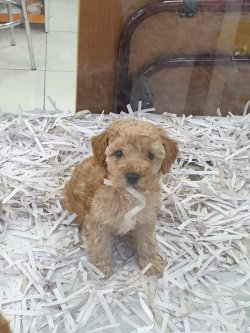 Aşılı Karneli Poodle Yavrular 1