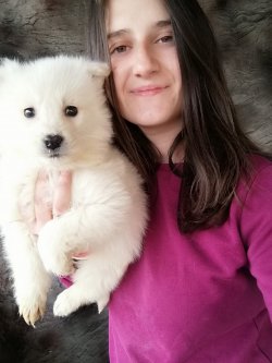 Irk Garantili Samoyed Yavrularımız 2