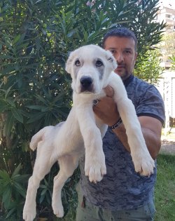 Alabay Yavruları Mükemmel Kanlardan 1