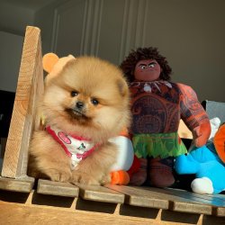 Güncel PomeranianBoo Yavrularımızdan 1