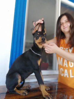 Üst Kalite Irk Garantili Doberman Yavrularımız 3