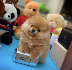 Orjinal  Teddybear Yüz Yapısına Sahip PomeranianBoo 5