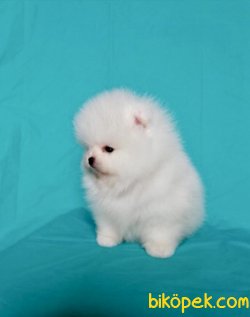 Pomeranian Boo Irk Ve Sağlık Garantili Teddy Bear Ayicik Yavrular 3