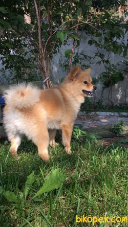 Pomerian Cinsi Oyuncu Köpek 1 Yaşında 1