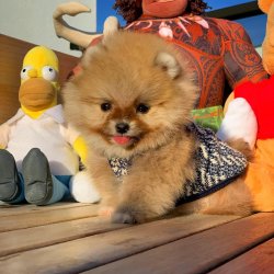 Yeni Gelen TeddyBear PomeranianBoo Yavrularımızdan 3