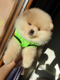 Orjinal Pomeranian Boo Yavrularımız 3