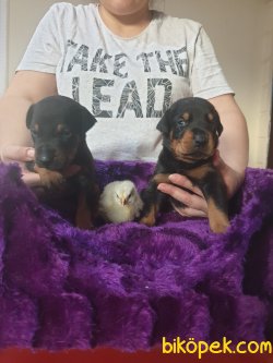 King Doberman Yavrularım Doberman Bizden Sorulur 1