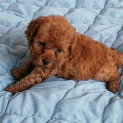 Poodle 1
