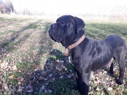Cane Corso Erkek Yavru 3