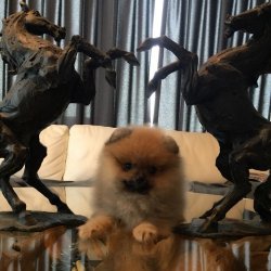 A Kalite Mükemmel Pomeranian Yavrulari 3