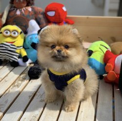 Orijinal TeddyBear Yüz Yapısına Sahip Oğlumuz 4