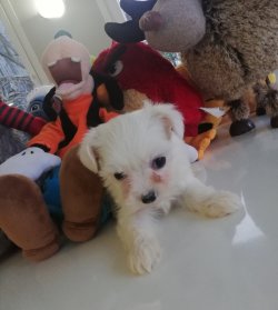 Maltese Terrier Yavru 2
