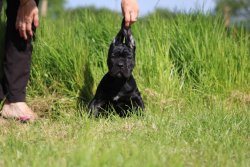Cane Corso Yavrularımız 5