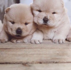 Chow Chow Çi̇n Aslanı Yavrularımız 1