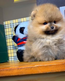Yeni Gelen Orijinal Renk Teacup Yavrularımızdan 4