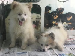 Pom Spitz Yavrularımız 1