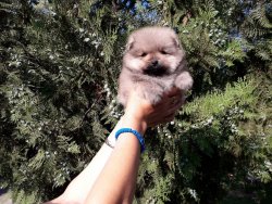 0 Numara Pomeranian Yavrularimiz 2