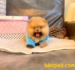 Ayı Surat Boo Pomeranian Yavrular 1