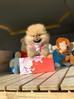 TeddyBear Yüz Yapısına Sahip Kızımız 3