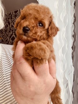 MİNYATÜR VE TOY RED POODLE BEBEKLER 3