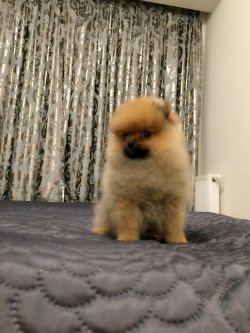 Üreticiden Mükemmel Safkan Irk Garantili Pomeranian Yavrularimiz 1