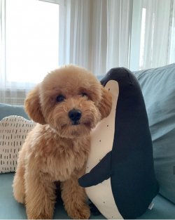 A Kalite Poodle Yavrularımız 1