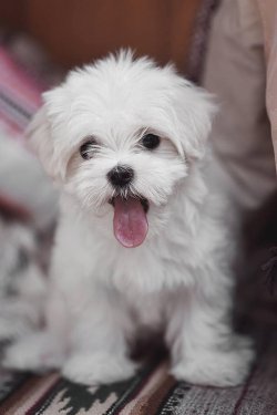 0 NUMARA TÜY DÖKMEYEN ORJİNAL MALTESE TERRİER YAVRULAR 1