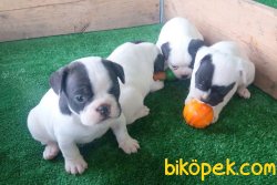 FRENCH BULLDOG YAVRULAR İZMİR 1