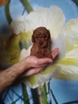 FCİ SECERELİ ANNE BABADAN TOY POODLE RED VE DARK RED YAVRULAR 1