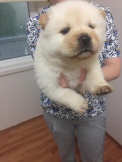 Satılık Chow Chow Çi̇n Aslanı Yavrularımız 2