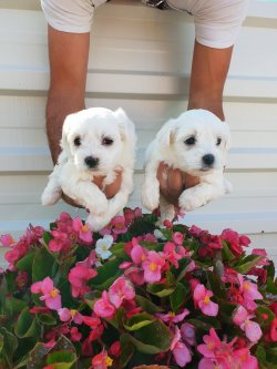 Maltese Terrier Çok Sevimli Yavrularım 2